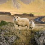 Icelandic sheep near the main coastal road on the south coast of Iceland.