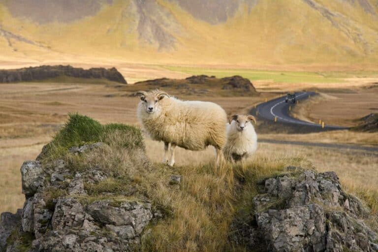 Icelandic sheep near the main coastal road on the south coast of Iceland.