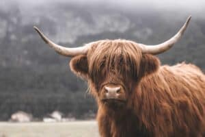 Scottish Highland Cow, Switzerland